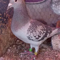 جفت نروماده، ماده اردن