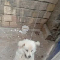 توله سگ پاکوتاه نژاد پامر