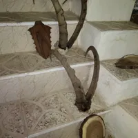 دوعدد دیوار کوب مناسب حال وپذیرایی|مجسمه، تندیس، ماکت|تهران, افسریه|دیوار
