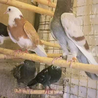 جوجه پرشی