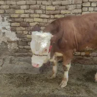 گاو گوساله نر