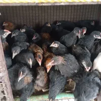 جوجه محلی پا سیاه