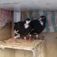 جوجه پلنگ
