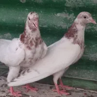 یک جفت جوجه پیوری جفت لاکا