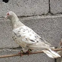 کبوتر سرور