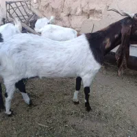 چند راس بز اصیل