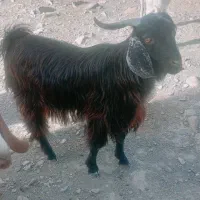 بز نر خوب