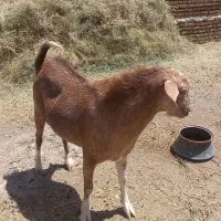 چبش پاکستانی اصل
