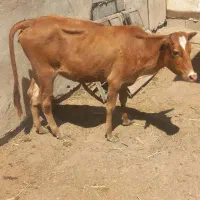 گوساله ماده