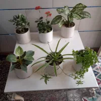 گل وگیاه|گل و گیاه طبیعی|کرمان, |دیوار