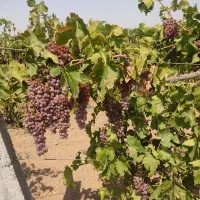 فروش انگور بیدانه سفید وقرمز