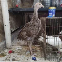 یه جفت بوقلمون