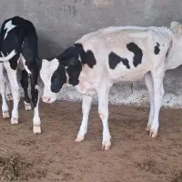 فروش گاوداری با 70هکتار زمین