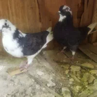 هشت عدد کبوتر تهرانی پرشی نر و ماده