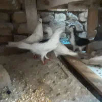 گل پنپه دونه ۱۵۰تومان