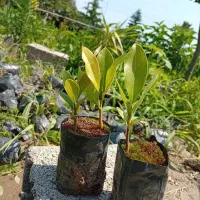 مگنولیا همیشه سبز