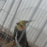 عروس هلندی نر