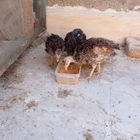 بوقلمون محلی