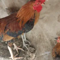 خروس رسمی جوانه‌. جوجه رسمی