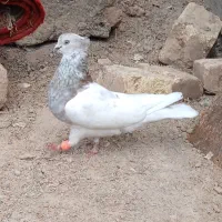 کله ای|پرنده|نرماشیر, |دیوار