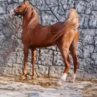 همکار خانم
