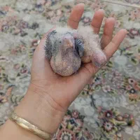 جوجه عروس هلندی