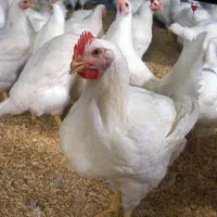 به یک کارگر ساده جهت کار در مرغداری نیازمندیم