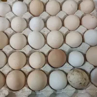 تخم مرغ محلی تک و دو زرده