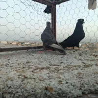 فروش جفت کبوتر معاوضه با قناری نر دهن زن