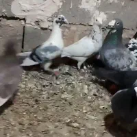 کبوتر بوم