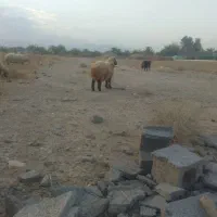 گوسفند