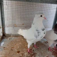 نروماده طوق شازده ای کرمانشاهی