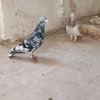 هفرنگ نرو ماده