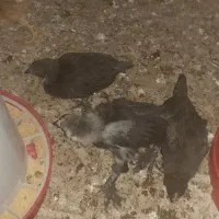 جوجه مرندی