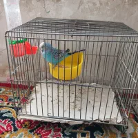 مرغ عشق نر