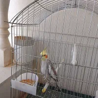 طوطی