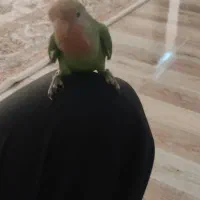 طوطی برزیلی دوماهه