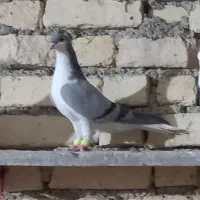 کفتر طوقی