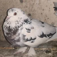 کبوتر