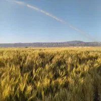 زمین کشاورزی معاوضه با خودرو