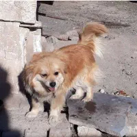 پاکوتاه باهوش