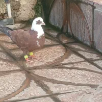 کبوتر سرسفید