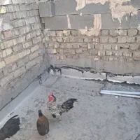 خروس
