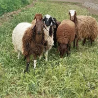 بره نر کشتاری