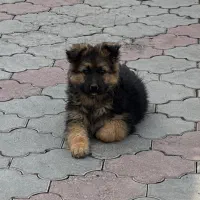 ژرمن شپرد کینگ لاین مو بلند شولاین بلک فیس