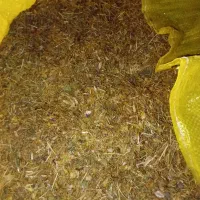 کاه عدس درجه یک تازه