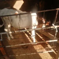 گاو هلشتان