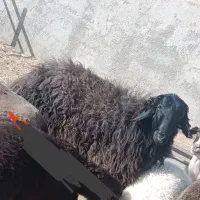 قوچ کاربلد