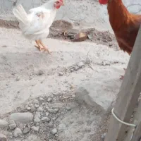 جوجه مرغ