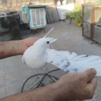 کبوتر|پرنده|قرچک, شهرک طلائیه|دیوار